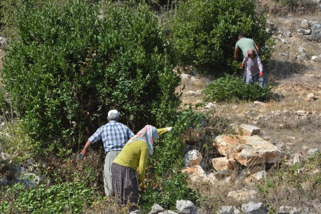 Mersin, &lsquo;yeşil altın&rsquo; defne yaprağı &uuml;retiminde 5&rsquo;inci sırada