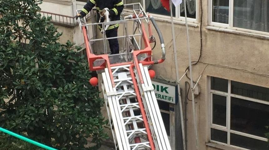 İtfaiye mahsur kalan kediyi kurtardı