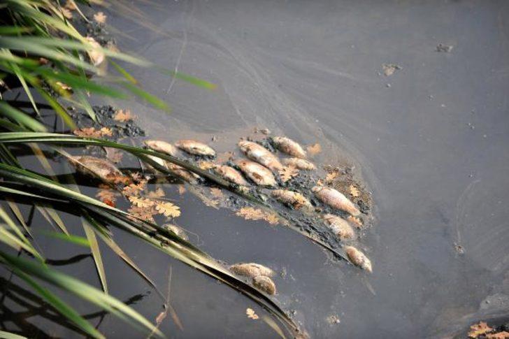 Bursa Valiliği'nden toplu balık ölümleriyle ilgili açıklama G1