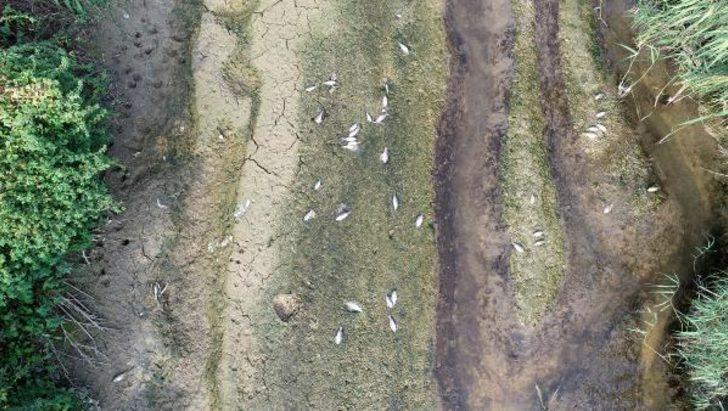 Bursa Valiliği'nden toplu balık ölümleriyle ilgili açıklama G3