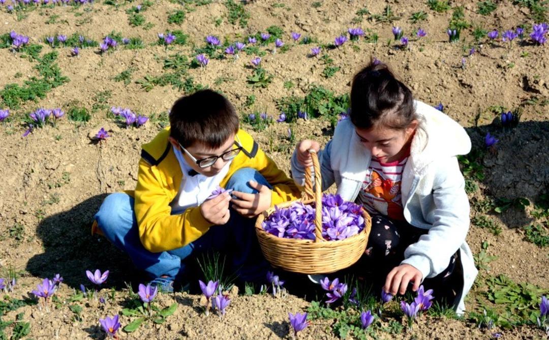 &Ouml;zel &ccedil;ocuklardan safran hasadı