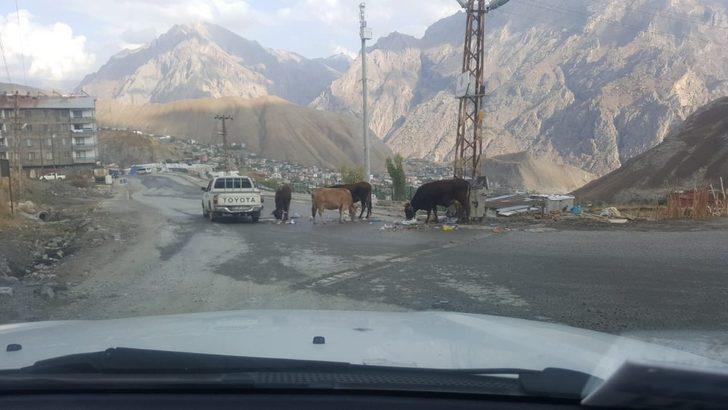 Hakkari Belediyesinden çevre denetimi G4