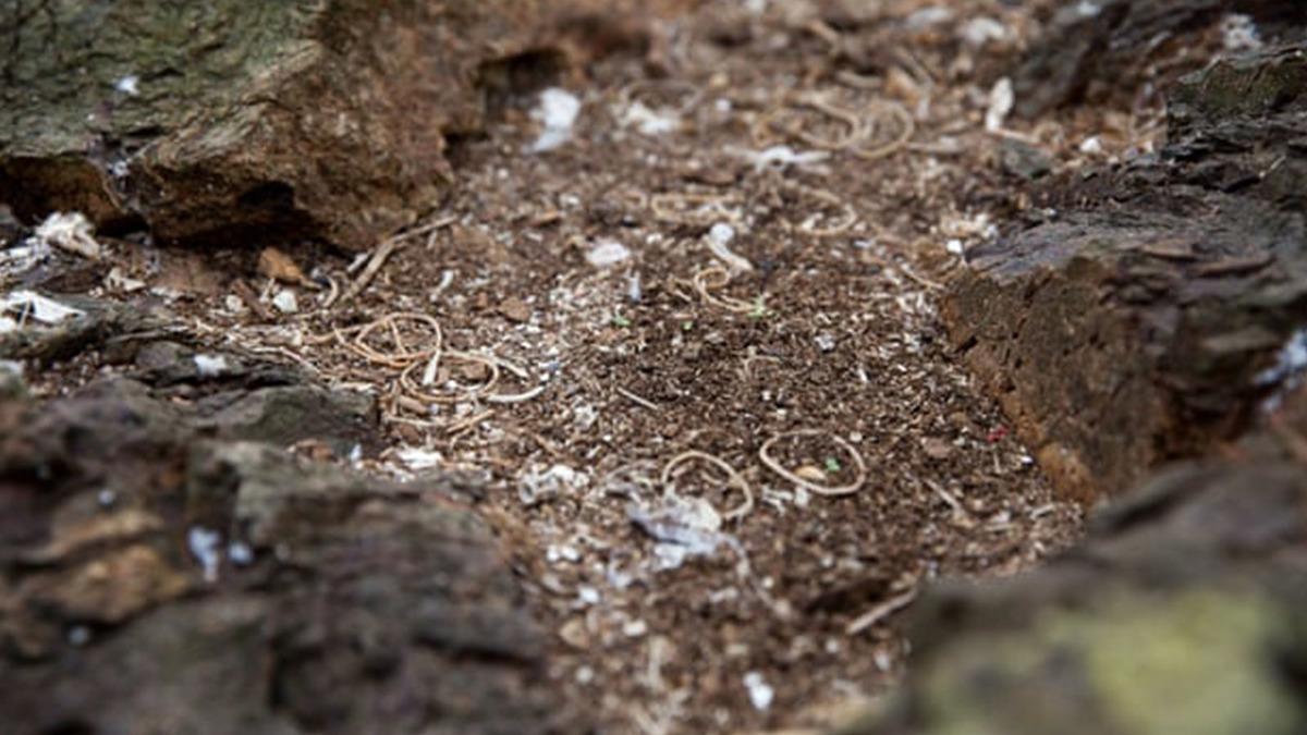 &Uuml;rk&uuml;t&uuml;c&uuml;! Yerleşim olmayan adada binlercesi bulundu