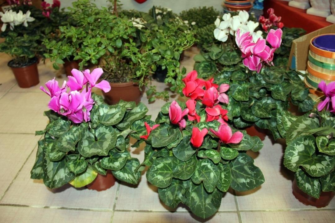 Soğuk havalarda &ccedil;i&ccedil;ek bakımı