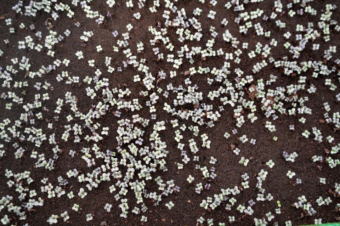 Mersin B&uuml;y&uuml;kşehir Belediyesi &ccedil;i&ccedil;eği kendi &uuml;reterek tasarruf ediyor