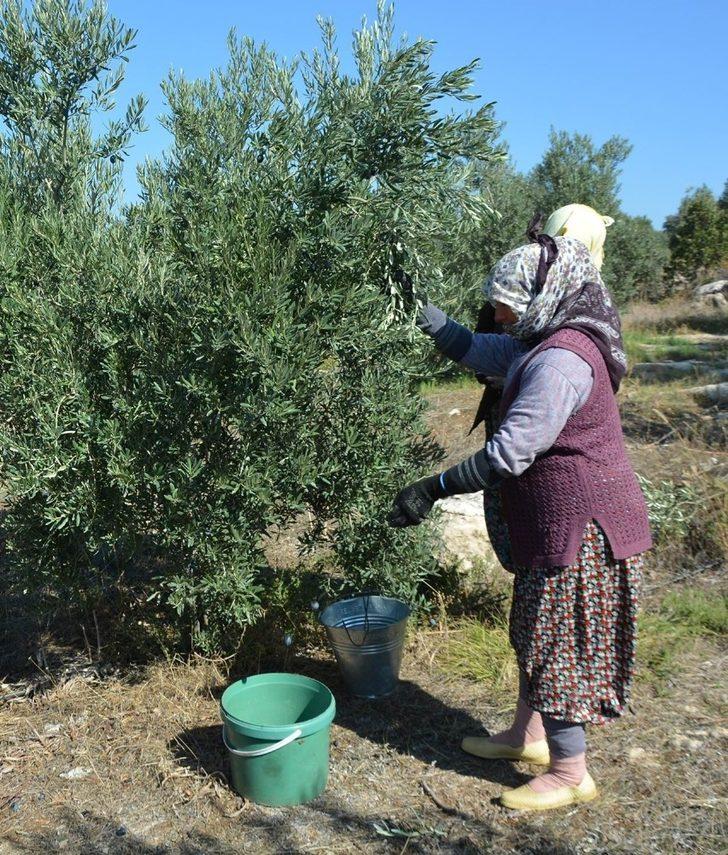 Dane zeytine destek müjdesi G2