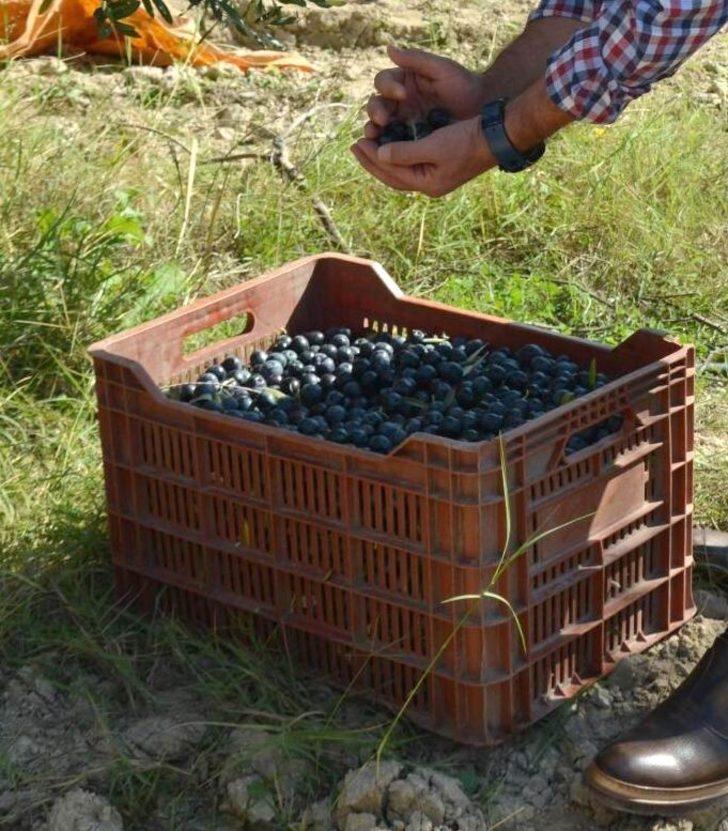 Dane zeytine destek müjdesi G3