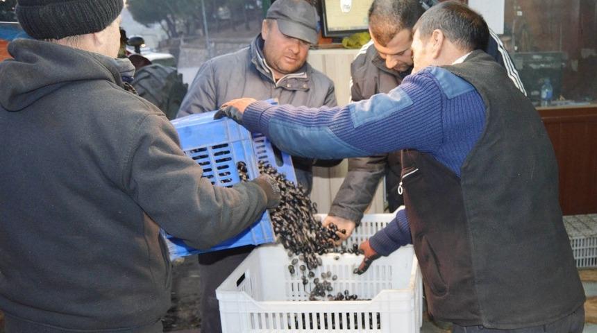 Erdek&rsquo;te zeytin alımları başlıyor