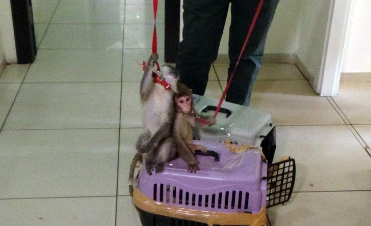 İstanbul’da kaçak maymun operasyonu! İnternet üzerinden satacaktı G4