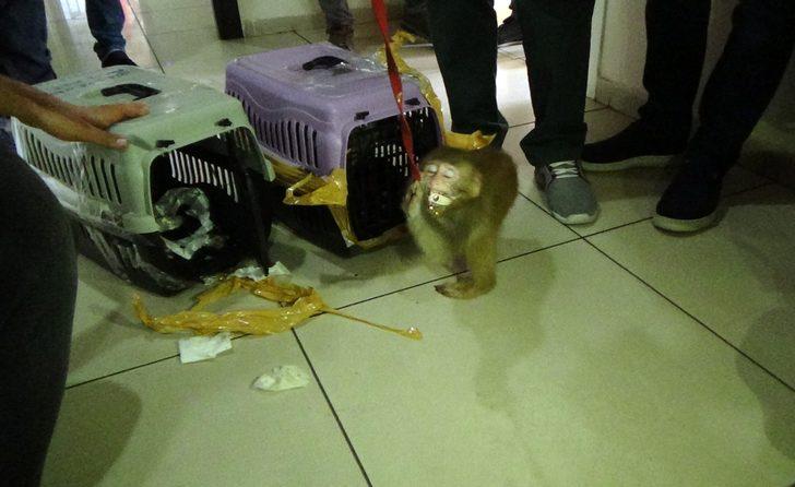 İstanbul’da kaçak maymun operasyonu! İnternet üzerinden satacaktı G1