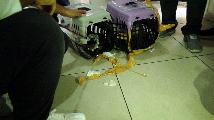 İstanbul’da kaçak maymun operasyonu! İnternet üzerinden satacaktı G2