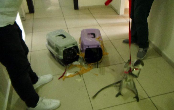 İstanbul’da kaçak maymun operasyonu! İnternet üzerinden satacaktı G3