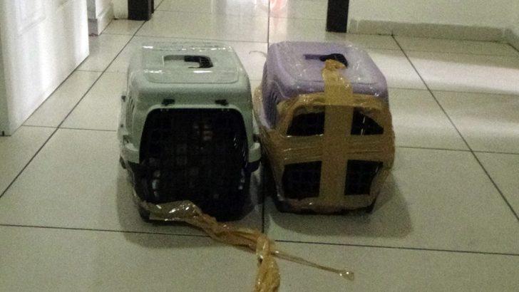 İstanbul’da kaçak maymun operasyonu! İnternet üzerinden satacaktı G5