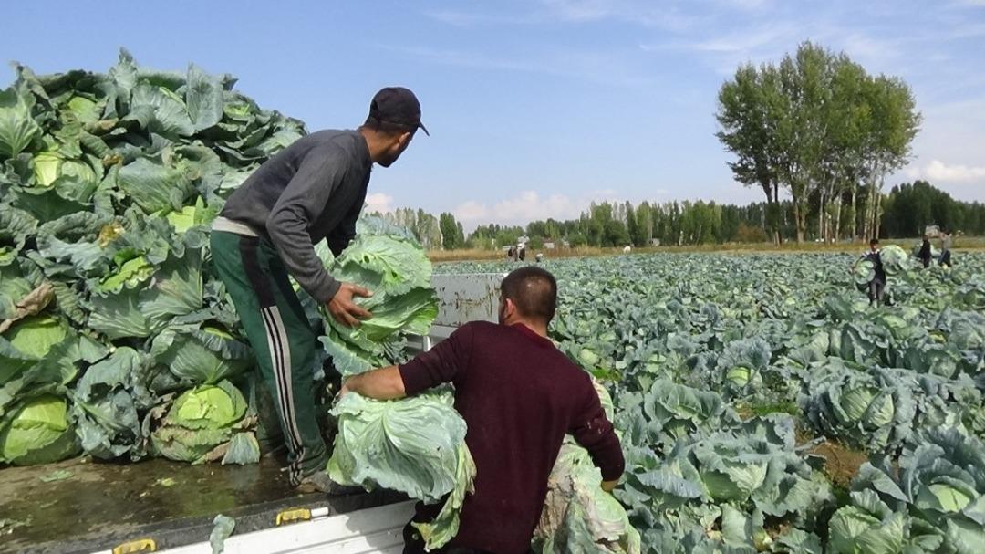 Muş&rsquo;ta lahana hasadı başladı