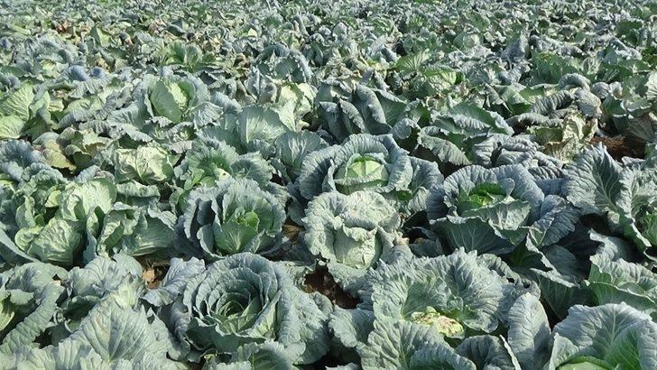 Muş’ta lahana hasadı başladı G2