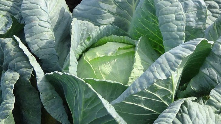 Muş’ta lahana hasadı başladı G3