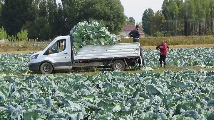 Muş’ta lahana hasadı başladı G4