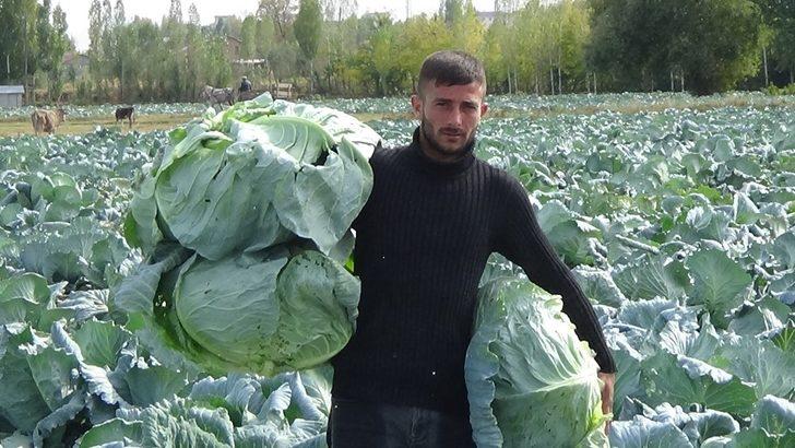 Muş’ta lahana hasadı başladı G5