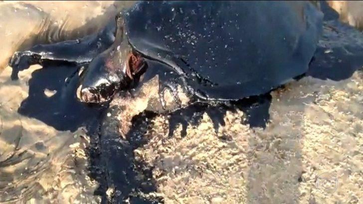 Brezilya’da petrolü temizleyen 17 kişi hastaneye kaldırıldı G1