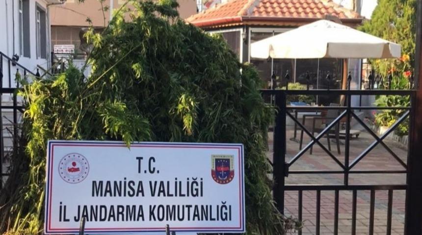 Ormanlık alana kenevir ekenler tutuklandı