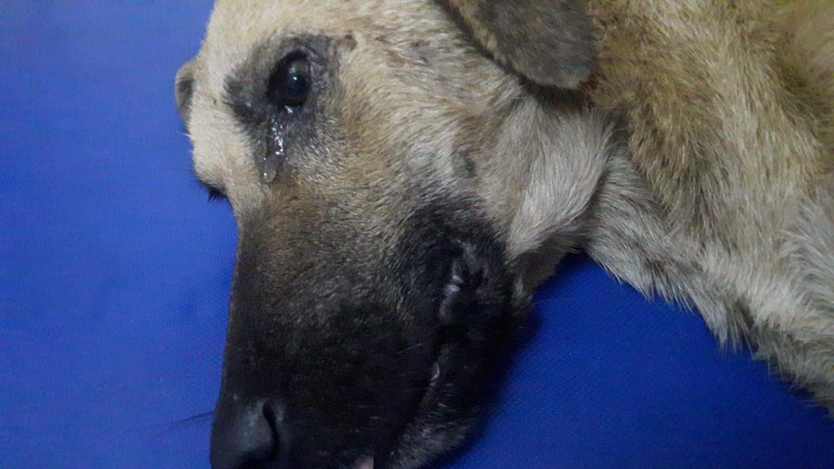 Bursa'da aracın &ccedil;arptığı k&ouml;peğin g&ouml;zyaşları y&uuml;rek burktu