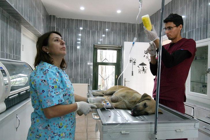 Bursa'da aracın çarptığı köpeğin gözyaşları yürek burktu G3