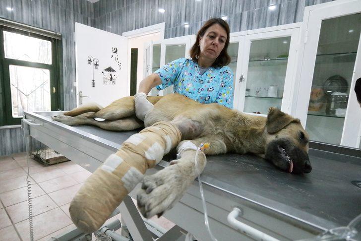 Bursa'da aracın çarptığı köpeğin gözyaşları yürek burktu G4