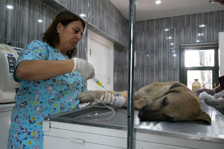 Bursa'da aracın çarptığı köpeğin gözyaşları yürek burktu G5