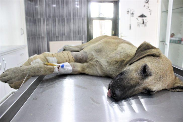 Bursa'da aracın çarptığı köpeğin gözyaşları yürek burktu G1