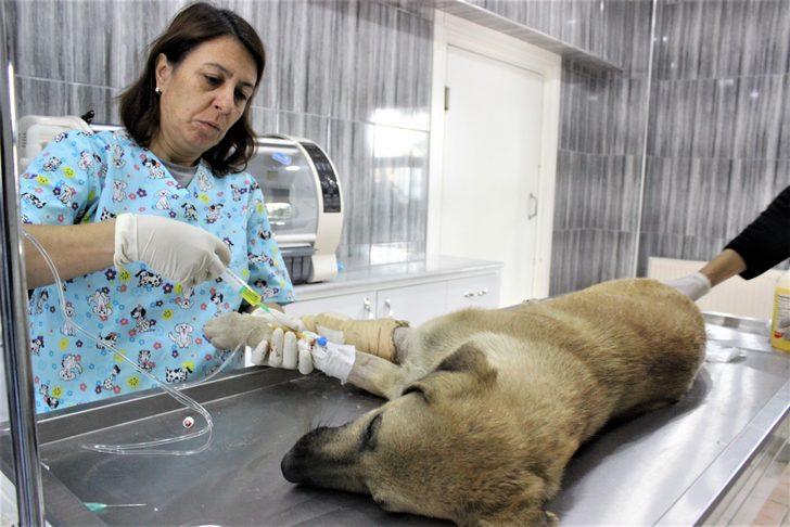 Bursa'da aracın çarptığı köpeğin gözyaşları yürek burktu G2