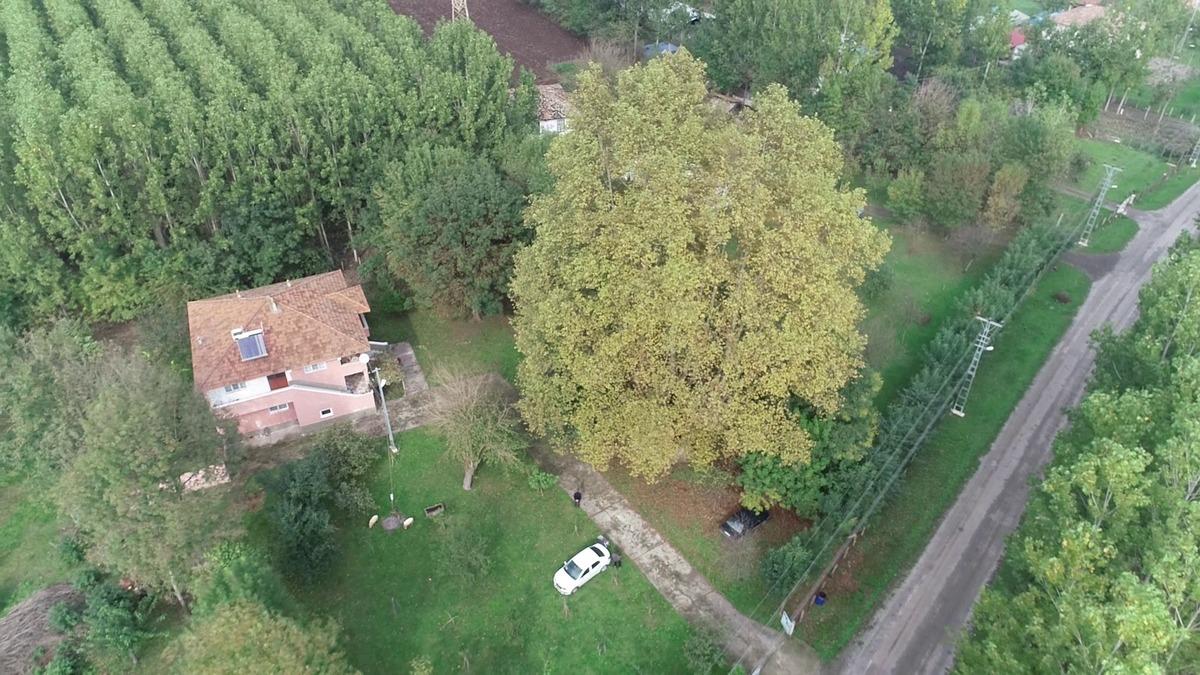 12 asırlık dev &ccedil;ınar fotoğraf tutkunlarının g&ouml;zdesi