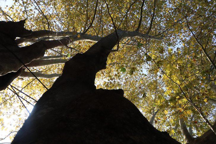 12 asırlık dev çınar fotoğraf tutkunlarının gözdesi G1