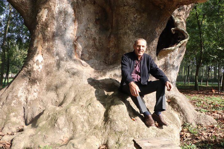 12 asırlık dev çınar fotoğraf tutkunlarının gözdesi G2