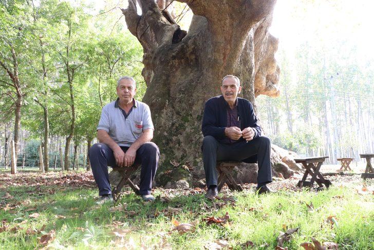 12 asırlık dev çınar fotoğraf tutkunlarının gözdesi G3