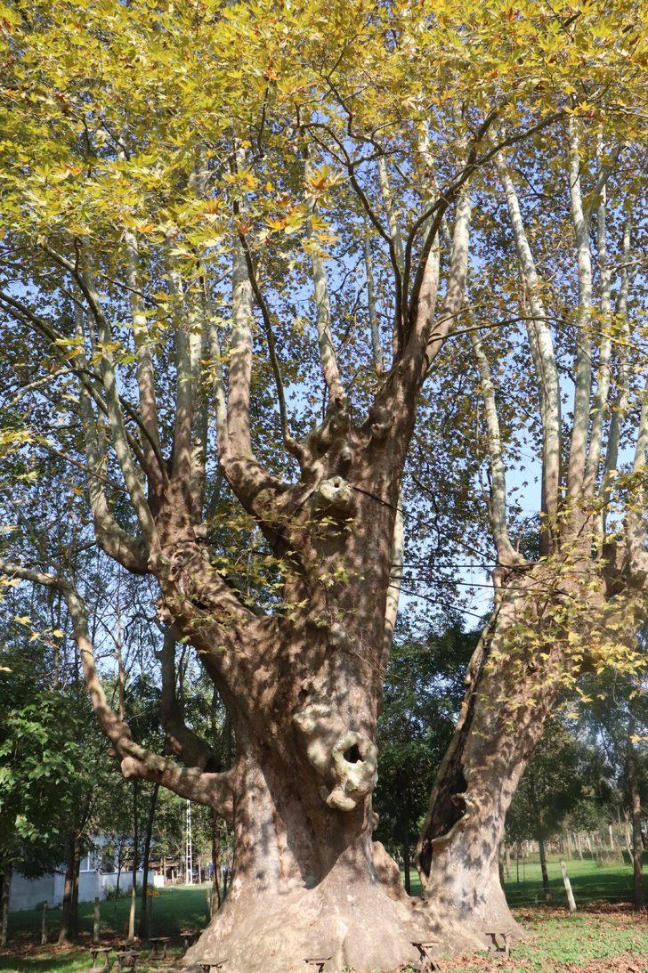 12 asırlık dev çınar fotoğraf tutkunlarının gözdesi G5