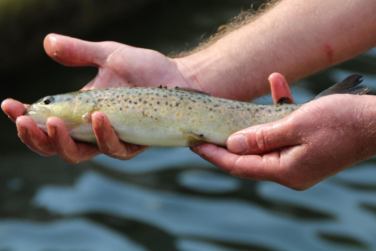 B&uuml;y&uuml;k tehlike! Kırmızı benekli alabalıkların nesli t&uuml;keniyor