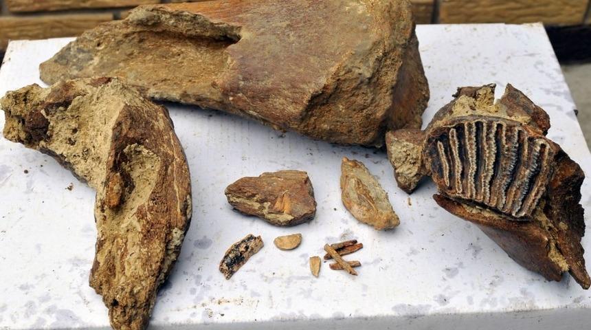 Rusya’da 372 milyon yıllık fosil bulundu