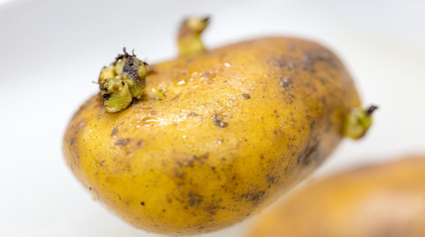 Kimyasala maruz kalan sebzeler nasıl anlaşılır?