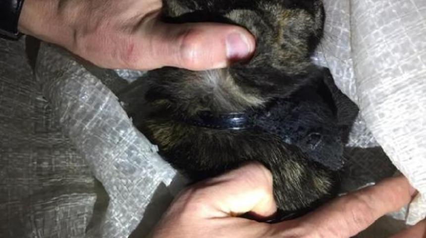 Uyuşturucu kuryesi kedi yakayı ele verdi!