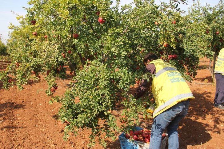 Şanlıurfa’da dar gelirli ailelere meyve ikramı G2