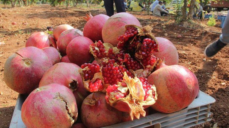 Şanlıurfa’da dar gelirli ailelere meyve ikramı G4