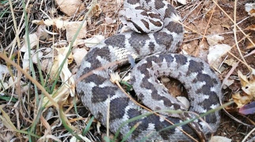 Antalya'da Osmanlı Engereği'nin yeni alt t&uuml;r&uuml; keşfedildi