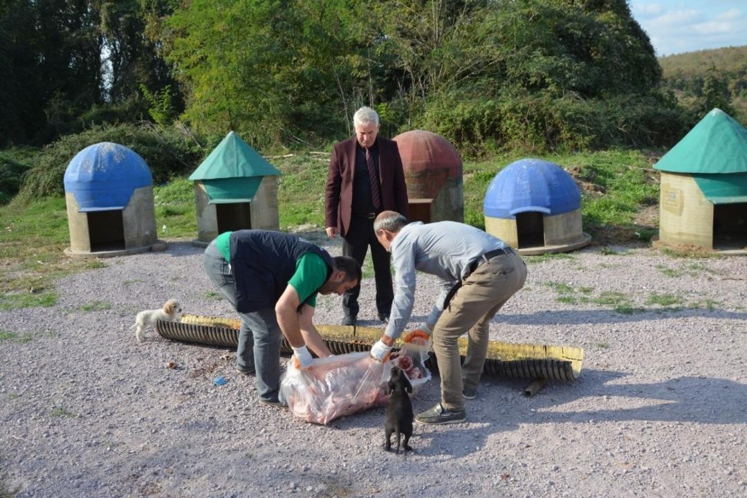 Kartepe&rsquo;de sokak hayvanları yemlenerek aşılandı