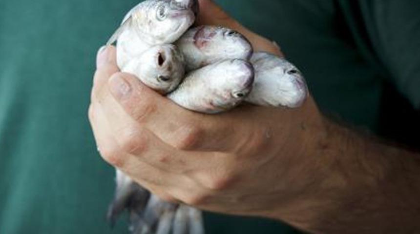 Araştırma ortaya koydu: Türkiye'deki balıkların yüzde 44'ünde mikroplastik var