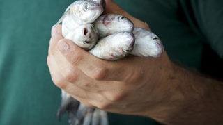 Araştırma ortaya koydu: Türkiye'deki balıkların yüzde 44'ünde mikroplastik var