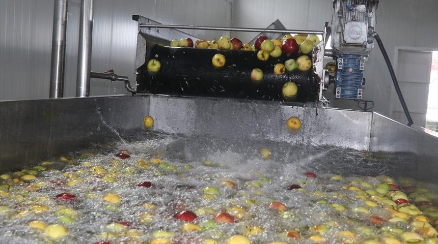  Erzincan'da yetişen organik meyverler Avrupa pazarında gidiyor