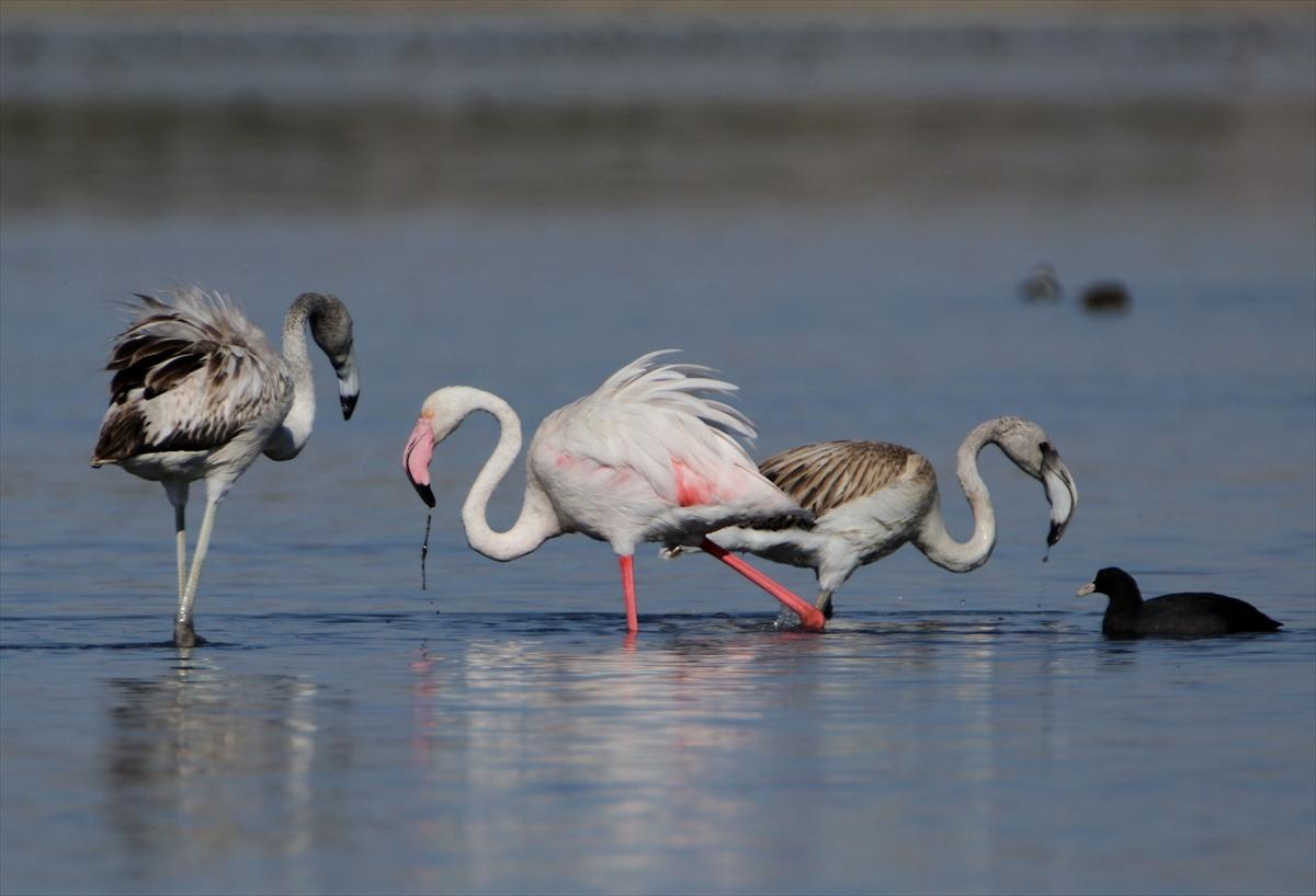 Van G&ouml;l&uuml;'n&uuml; bir de şimdi g&ouml;r&uuml;n! Afrika g&ouml;&ccedil;&uuml; başladı
