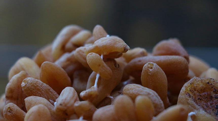 Salep nedir, salep bitkisi nerede yetişir, salebin kalori oranı nedir?