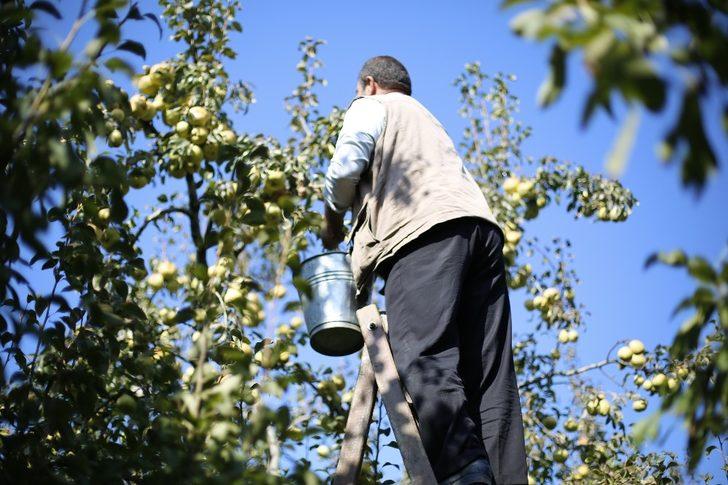 Kadına şiddete dikkat çekmek için armut topladılar! G3