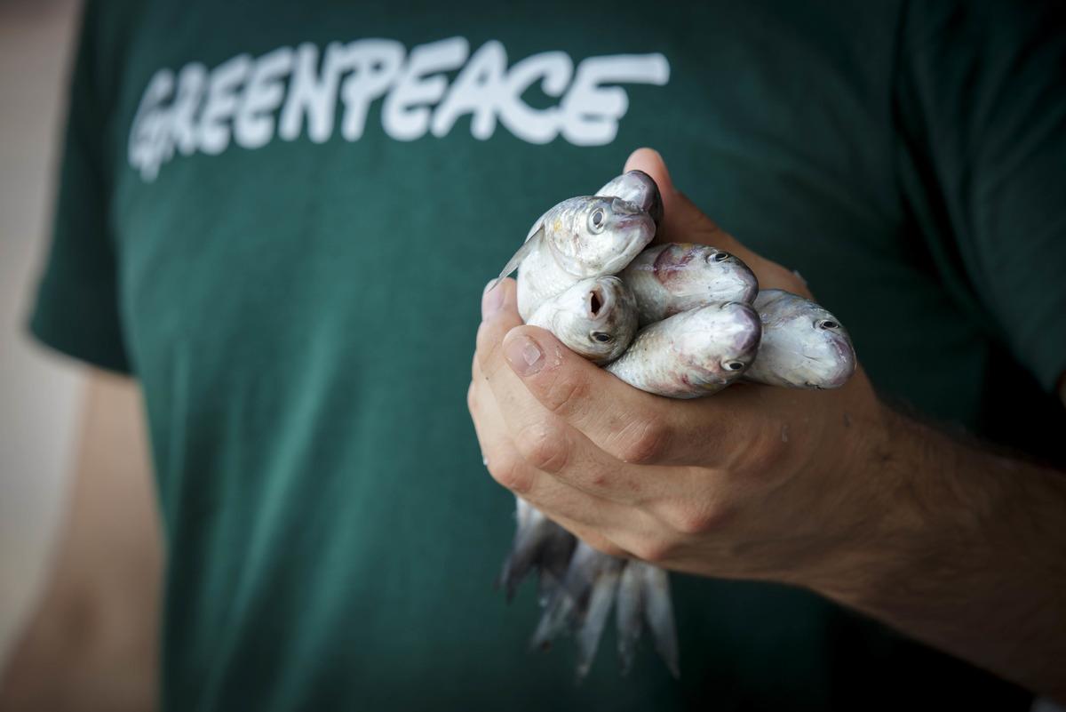 Uzmanlardan T&uuml;rkiye'deki deniz canlıları i&ccedil;in korkutan uyarı!